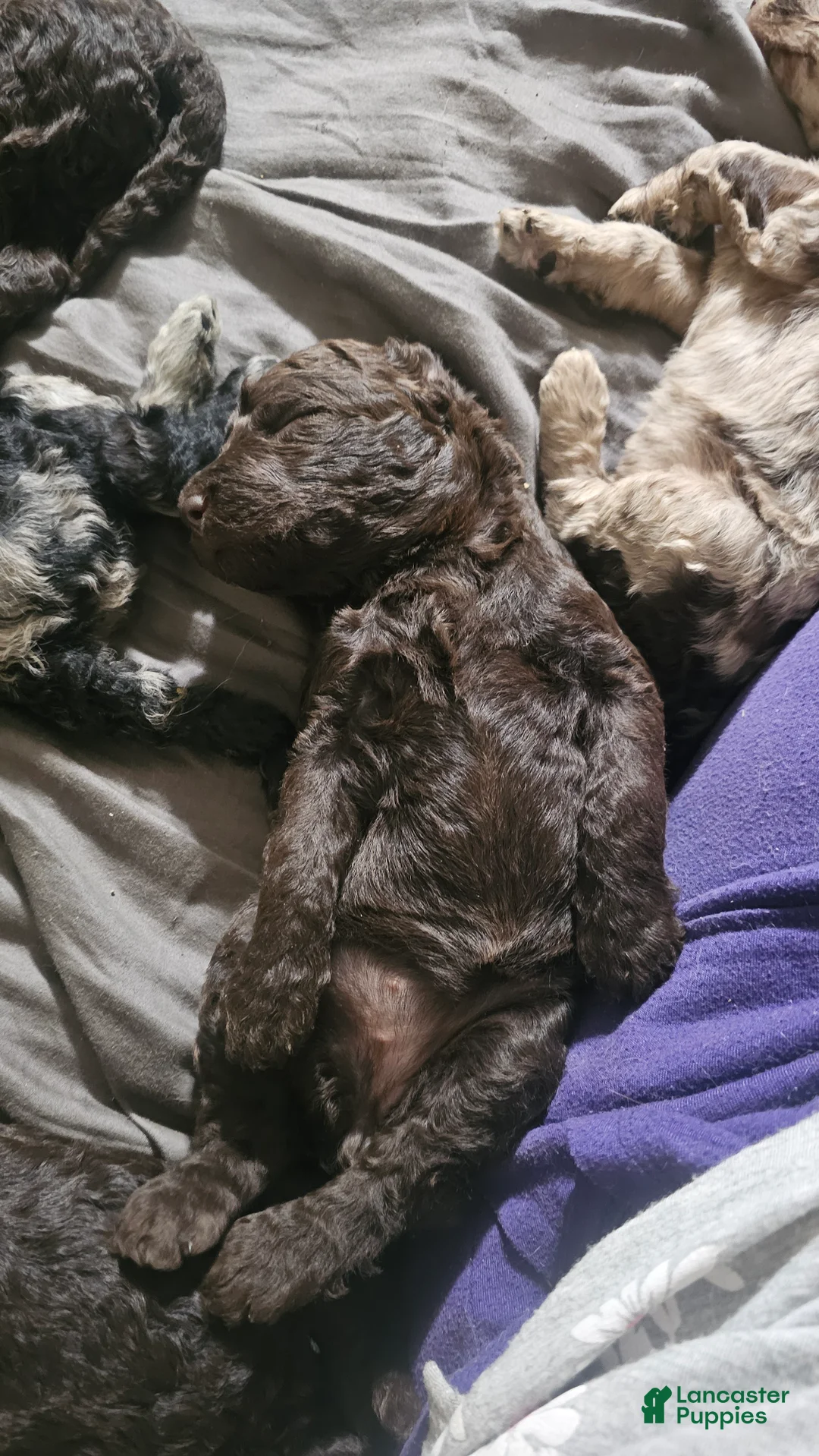 Standard Poodle dogs for sale: Claire - Ad 2