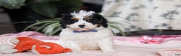 Cavapoo dogs for sale: Galen - Ad 4