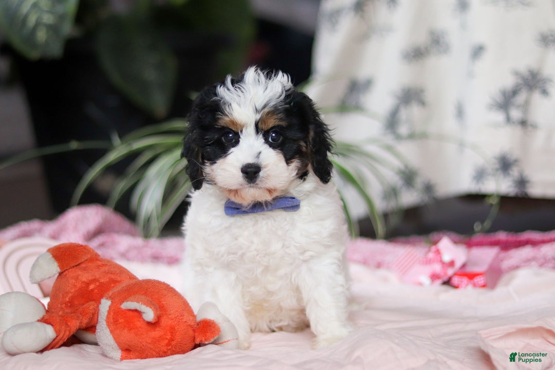 Cavapoo dogs for sale: Galen - Ad 4