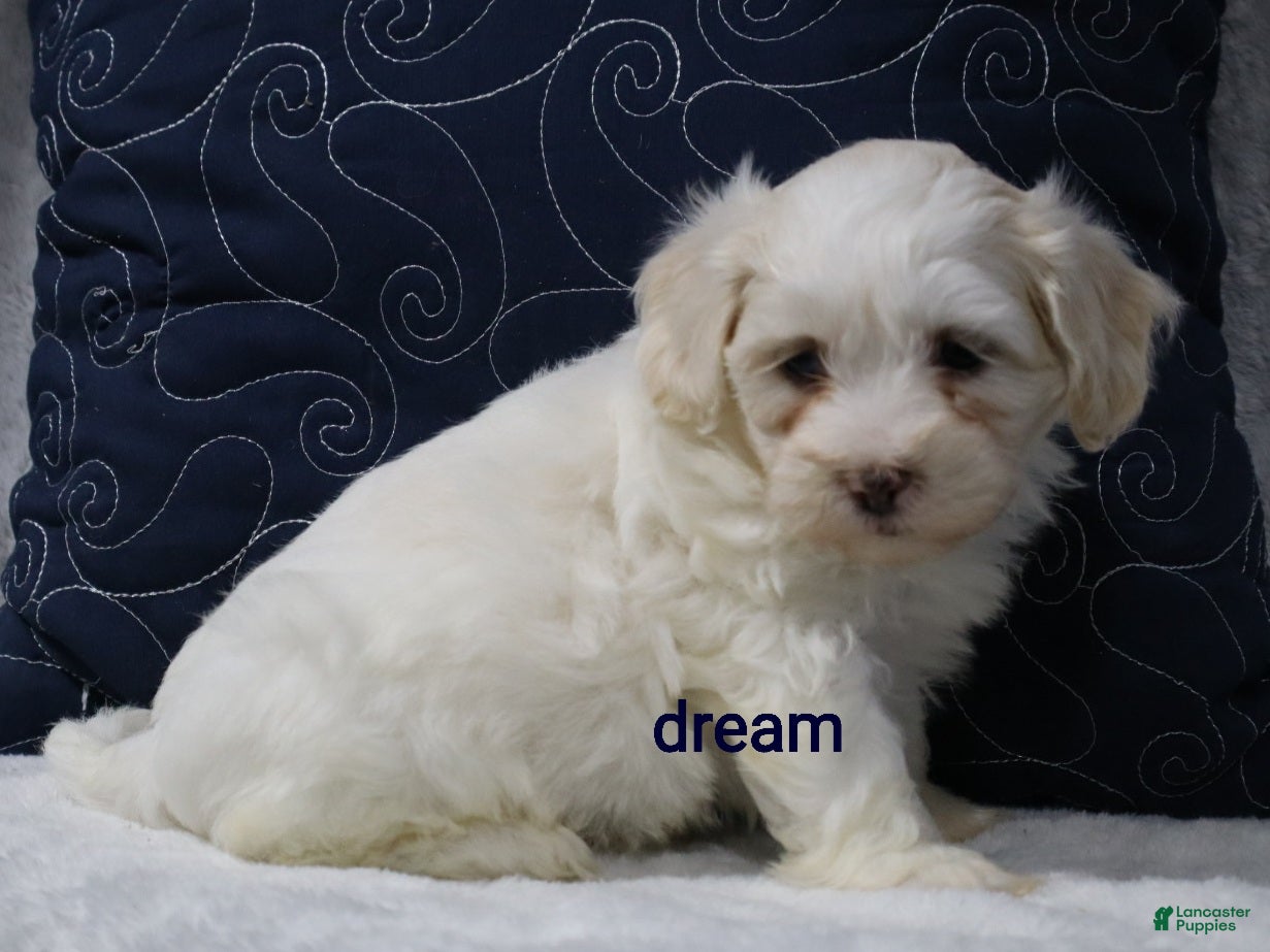 Shihpoo dogs Quinn - Ad 1