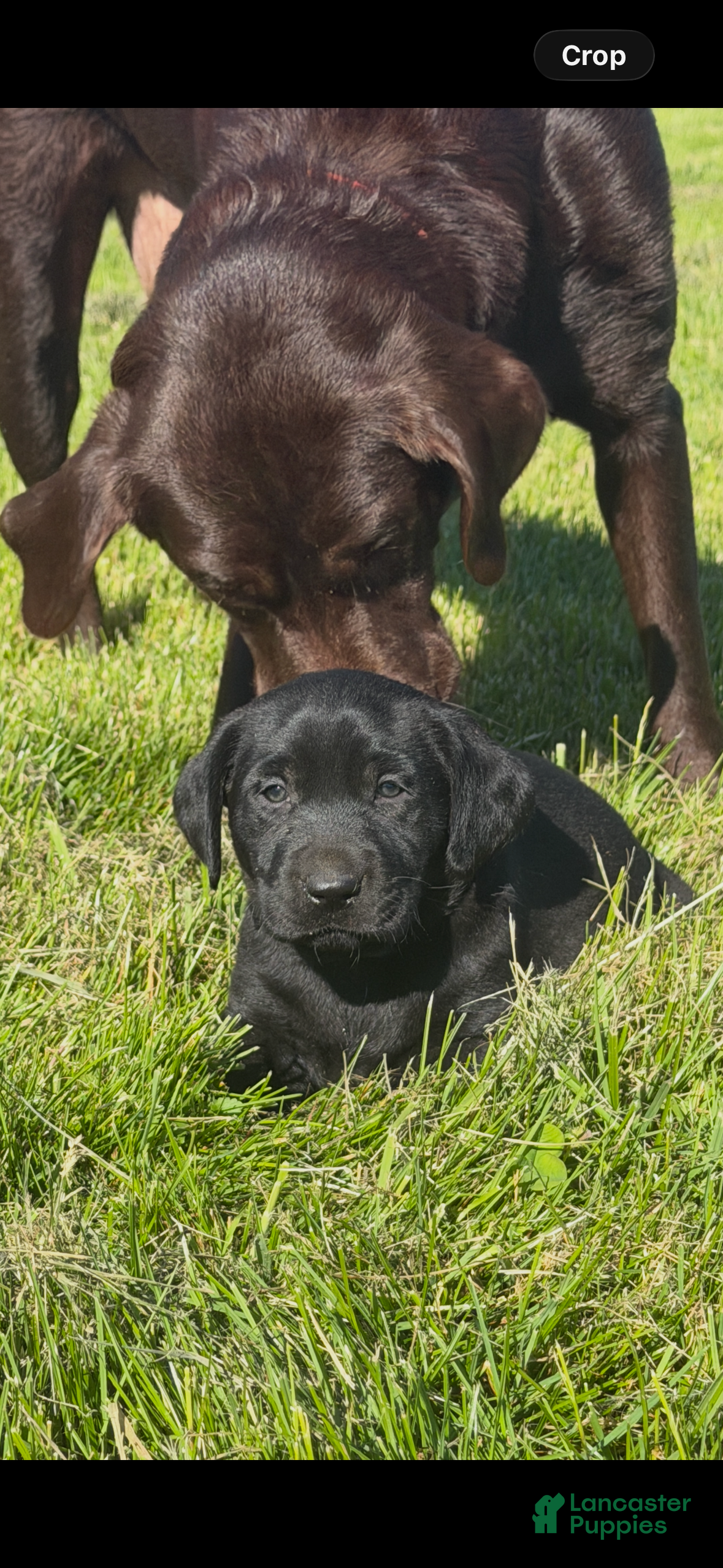Labrador Retriever dogs Labrador Retriever Puppy 1 - Ad 1