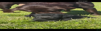 Labrador Retriever Puppy 1
