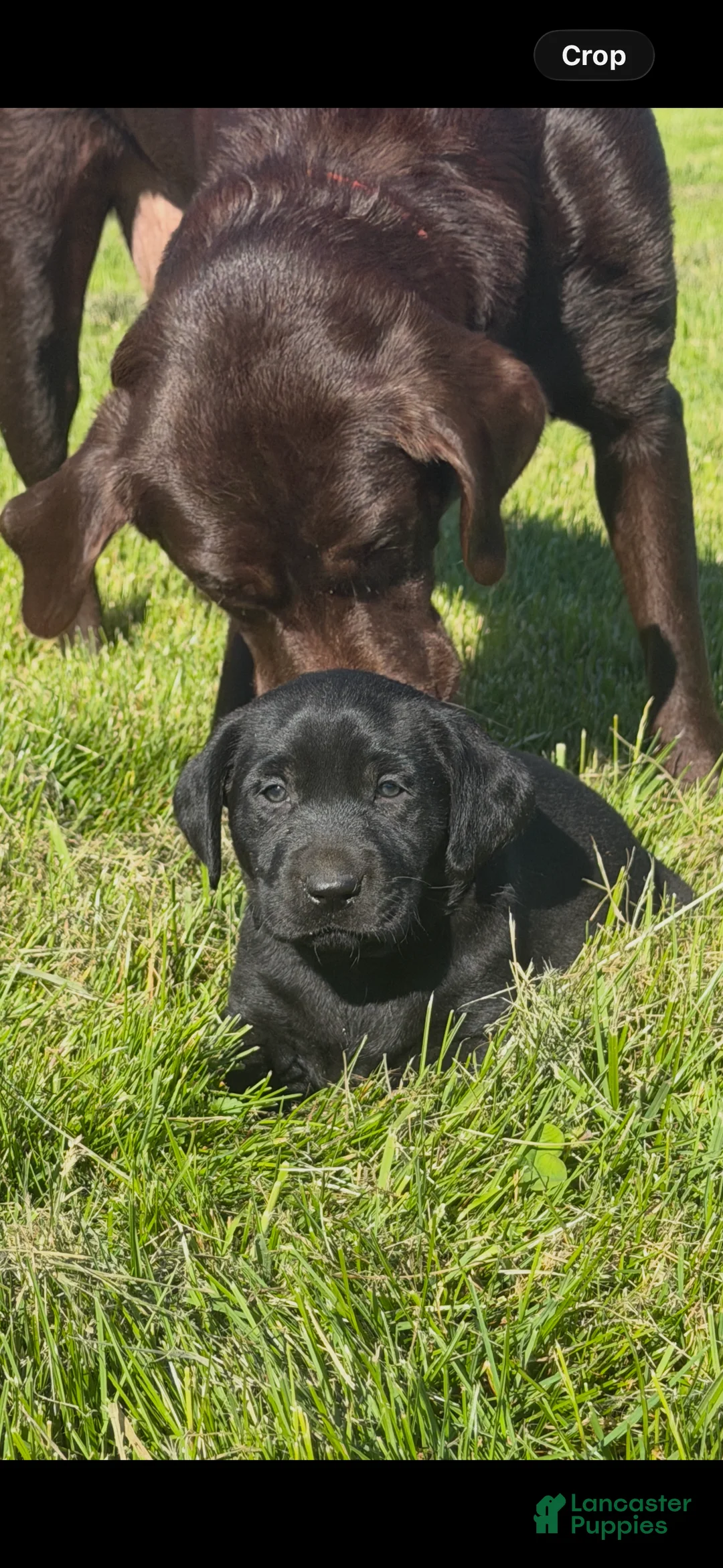 Labrador Retriever dogs for sale: Labrador Retriever Puppy 1 - Ad 1