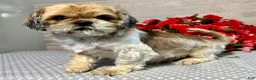 Shih Tzu dogs for sale: Jake - Ad 6