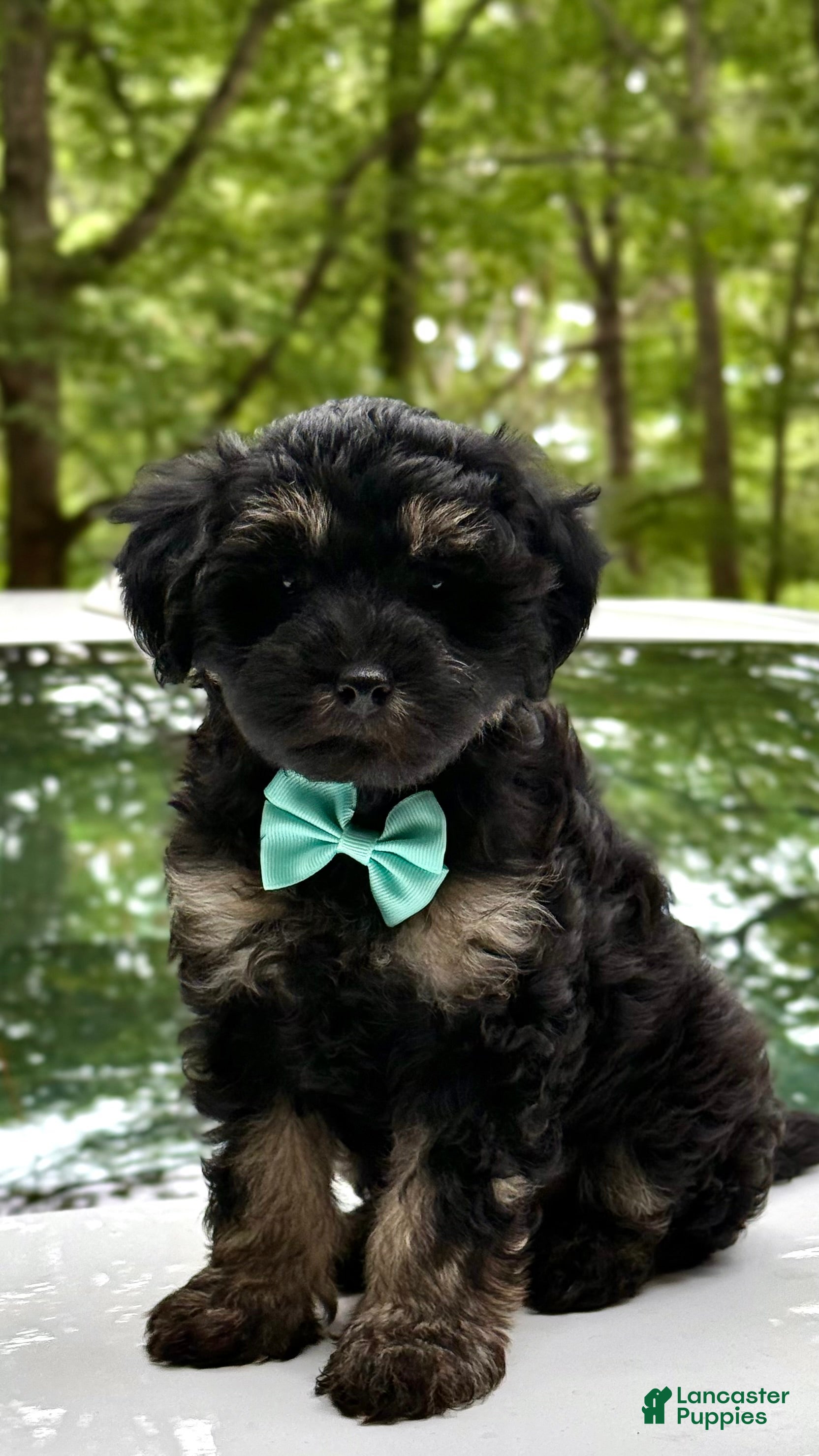 Mini Aussiedoodle dogs for sale: Mini Aussiedoodle Puppy 4 - Ad 1