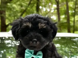 Mini Aussiedoodle dogs for sale: Mini Aussiedoodle Puppy 4 - Ad 1