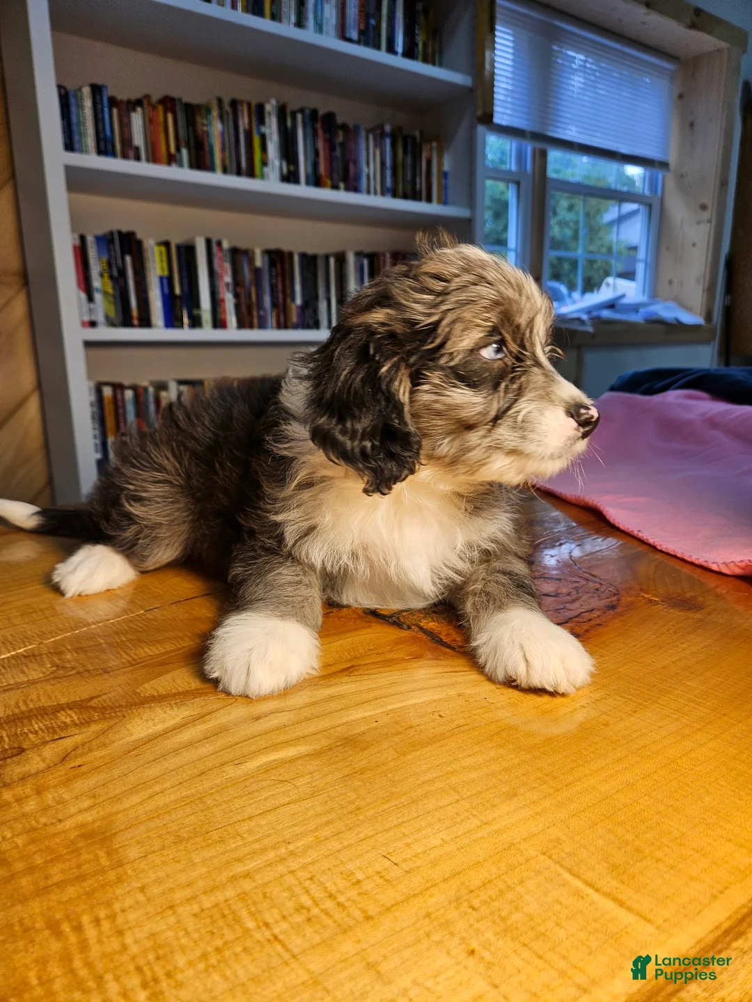 Mixed Breed dogs for sale: Cloud - Ad 7