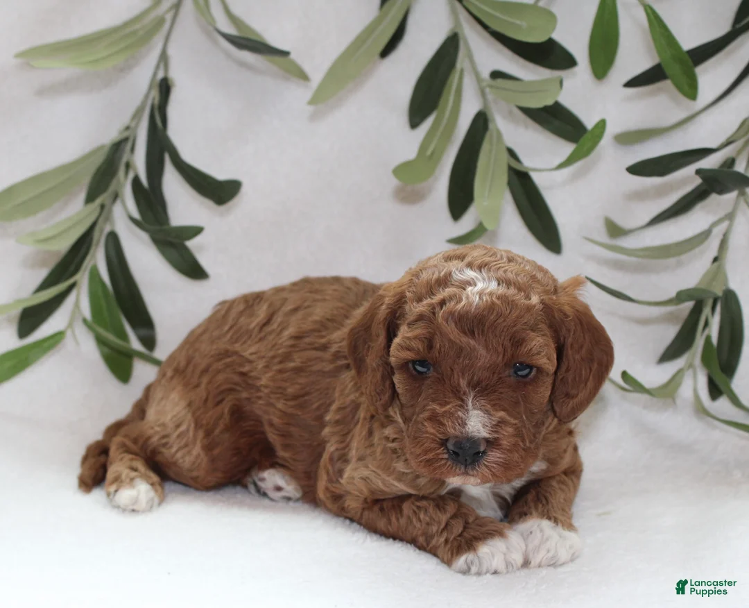 Cavapoo dogs for sale: Murphy - Ad 5