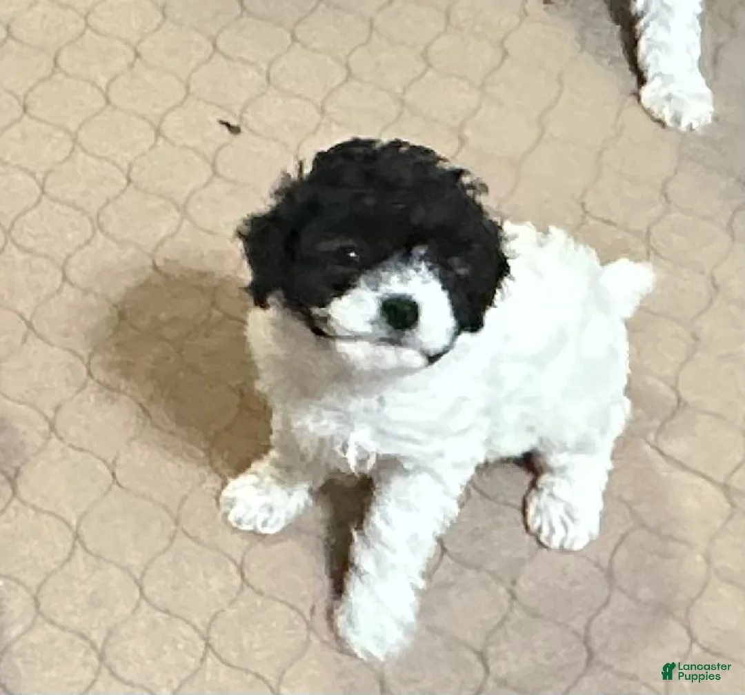 Miniature Poodle dogs for sale: Miniature Poodle Puppy 5 - Ad 1