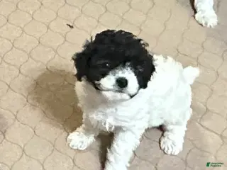 Miniature Poodle dogs Miniature Poodle Puppy 5 - Ad 37