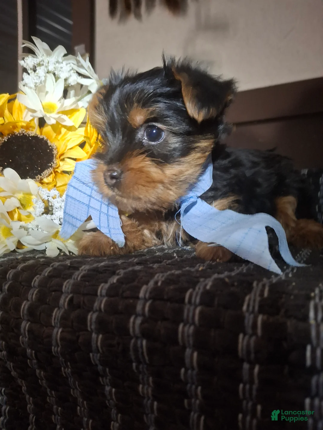 Yorkshire Terrier dogs for sale: Yorkshire Terrier Puppy 1 - Ad 2