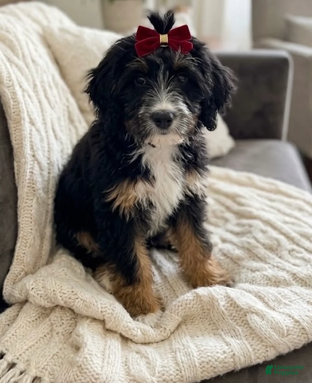 Mini Bernedoodle dogs for sale: Mini Bernedoodle 2 - Ad 1