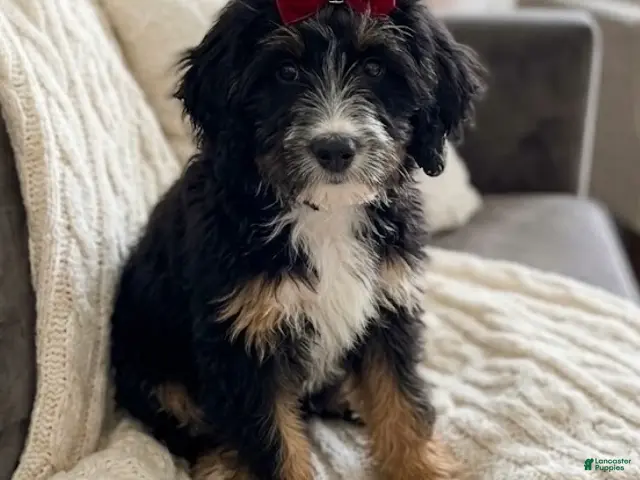 Mini Bernedoodle dogs for sale: Mini Bernedoodle 2 - Ad 1