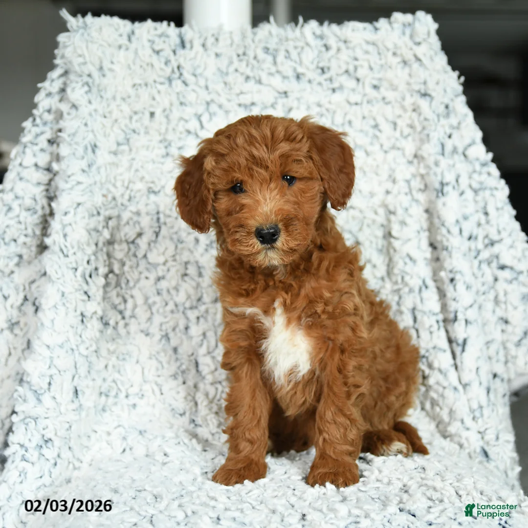 Mini Goldendoodle dogs for sale: Mochi - Ad 3