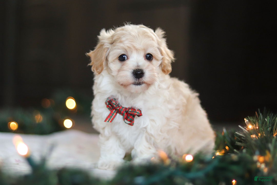 Havapoo dogs for sale: Blue - Ad 7