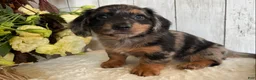 Miniature Dachshund dogs for sale: Lincoln  - Ad 3