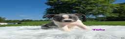 Boston Terrier dogs for sale: Talu - Ad 6
