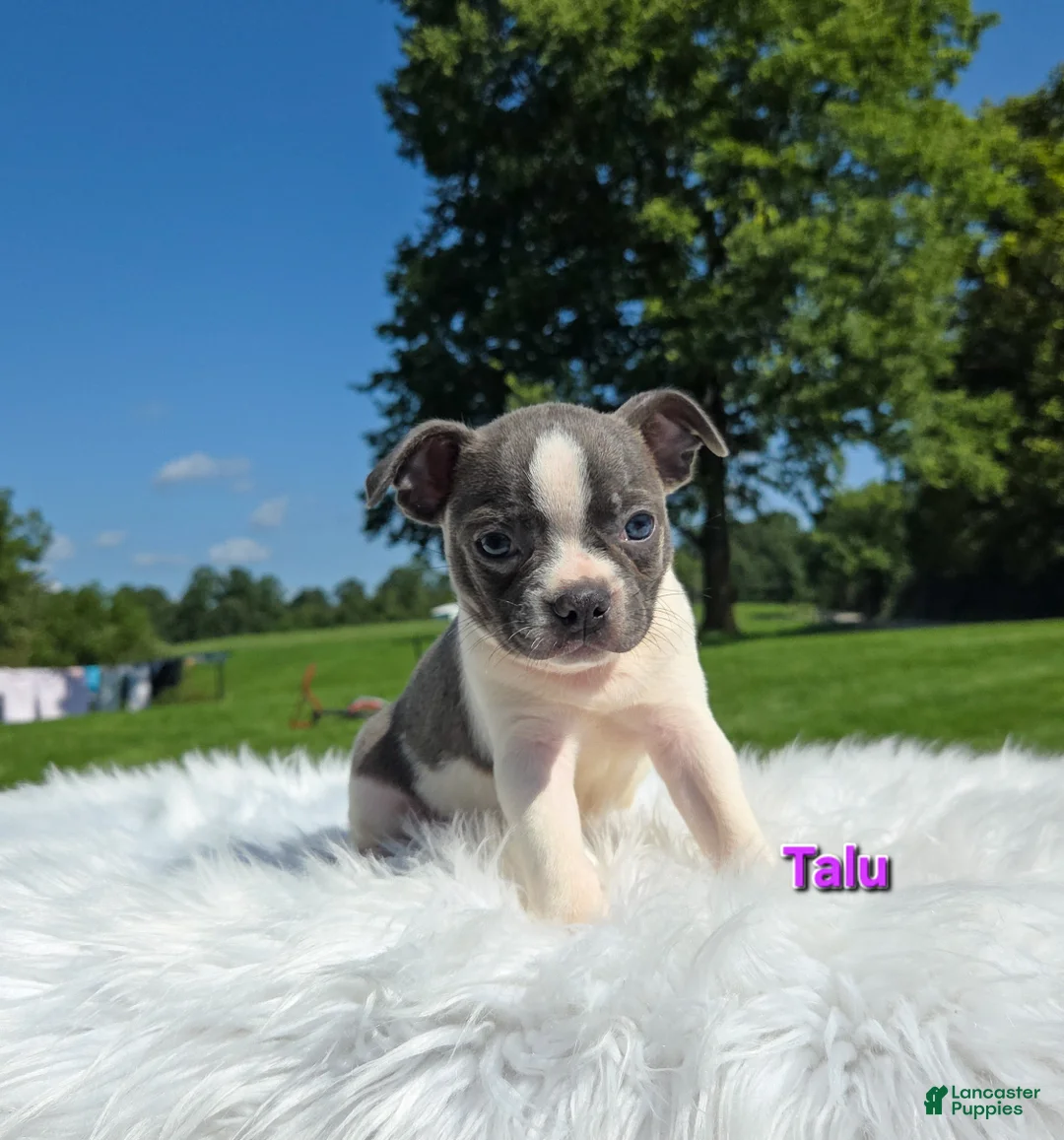 Boston Terrier dogs for sale: Talu - Ad 6