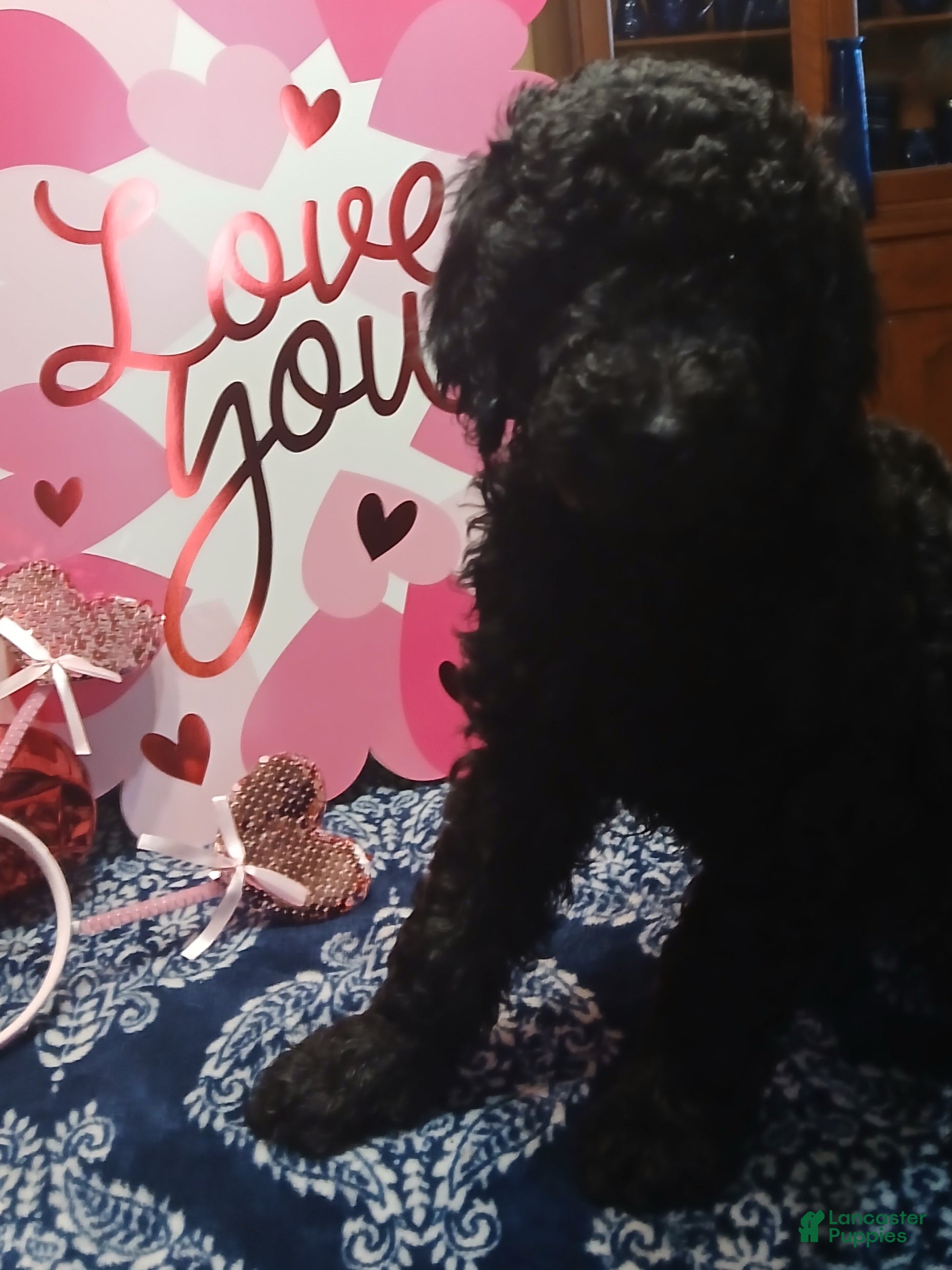 Standard Poodle dogs for sale: Standard Poodle Puppy 3 - Ad 1