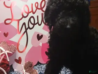 Standard Poodle dogs for sale: Standard Poodle Puppy 3 - Ad 1