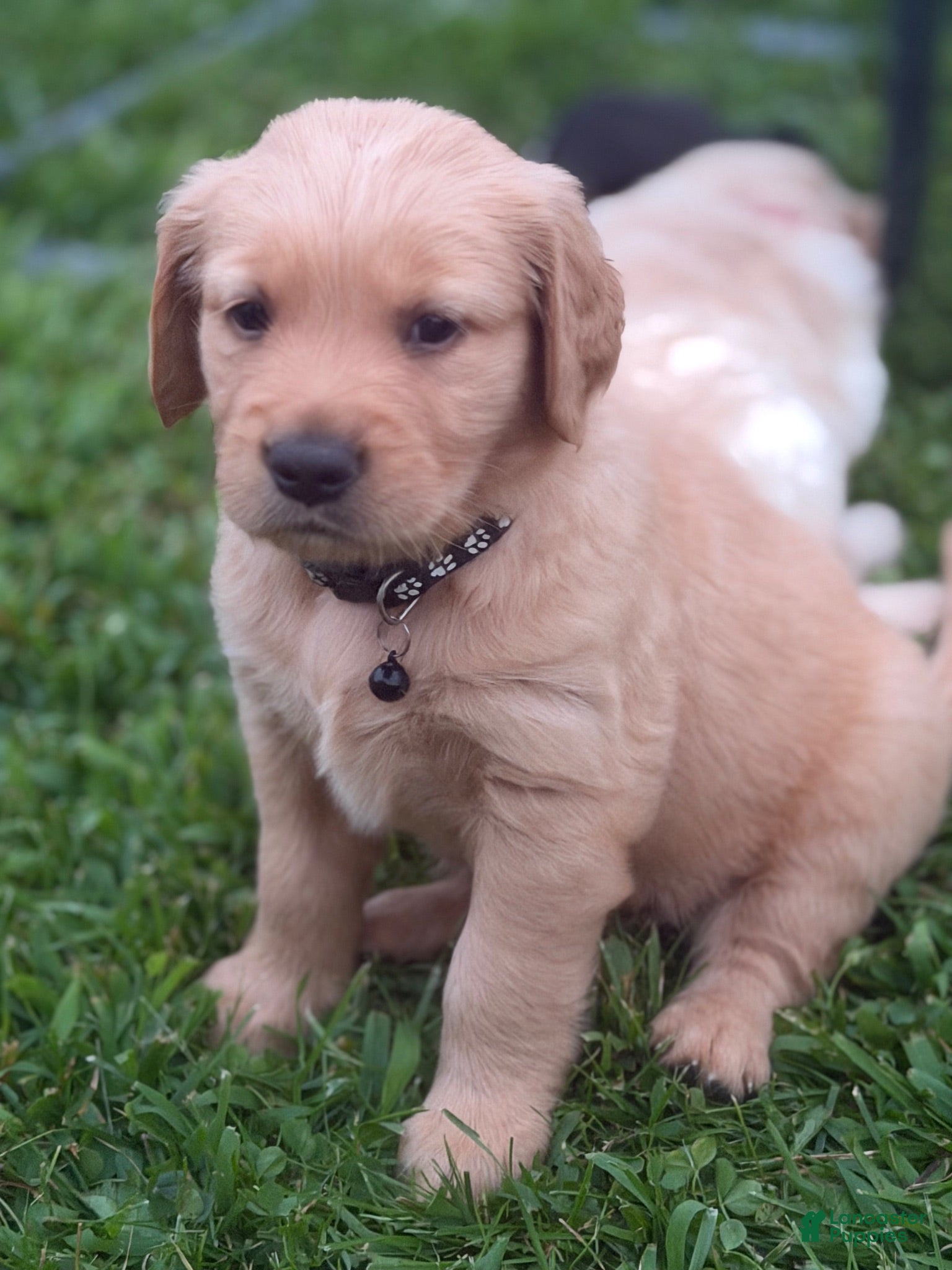 Golden Retriever dogs Golden Retriever 4 - Ad 5
