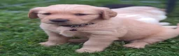 Golden Retriever dogs for sale: Golden Retriever 4 - Ad 1