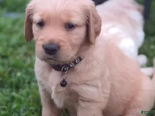 Golden Retriever dogs Golden Retriever 4 - Ad 5