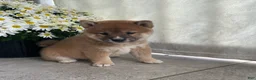 Shiba Inu dogs for sale: Cooper - Ad 3