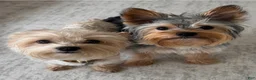 Yorkshire Terrier dogs for sale: Yorkie Boy- Chocolate  - Ad 8