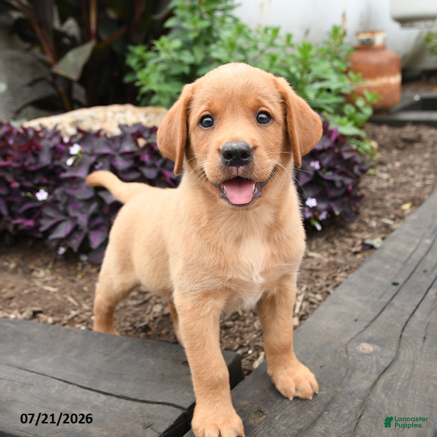 Labrador Retriever dogs Robin - Ad 1