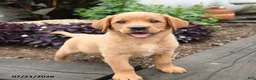 Labrador Retriever dogs for sale: Robin - Ad 1