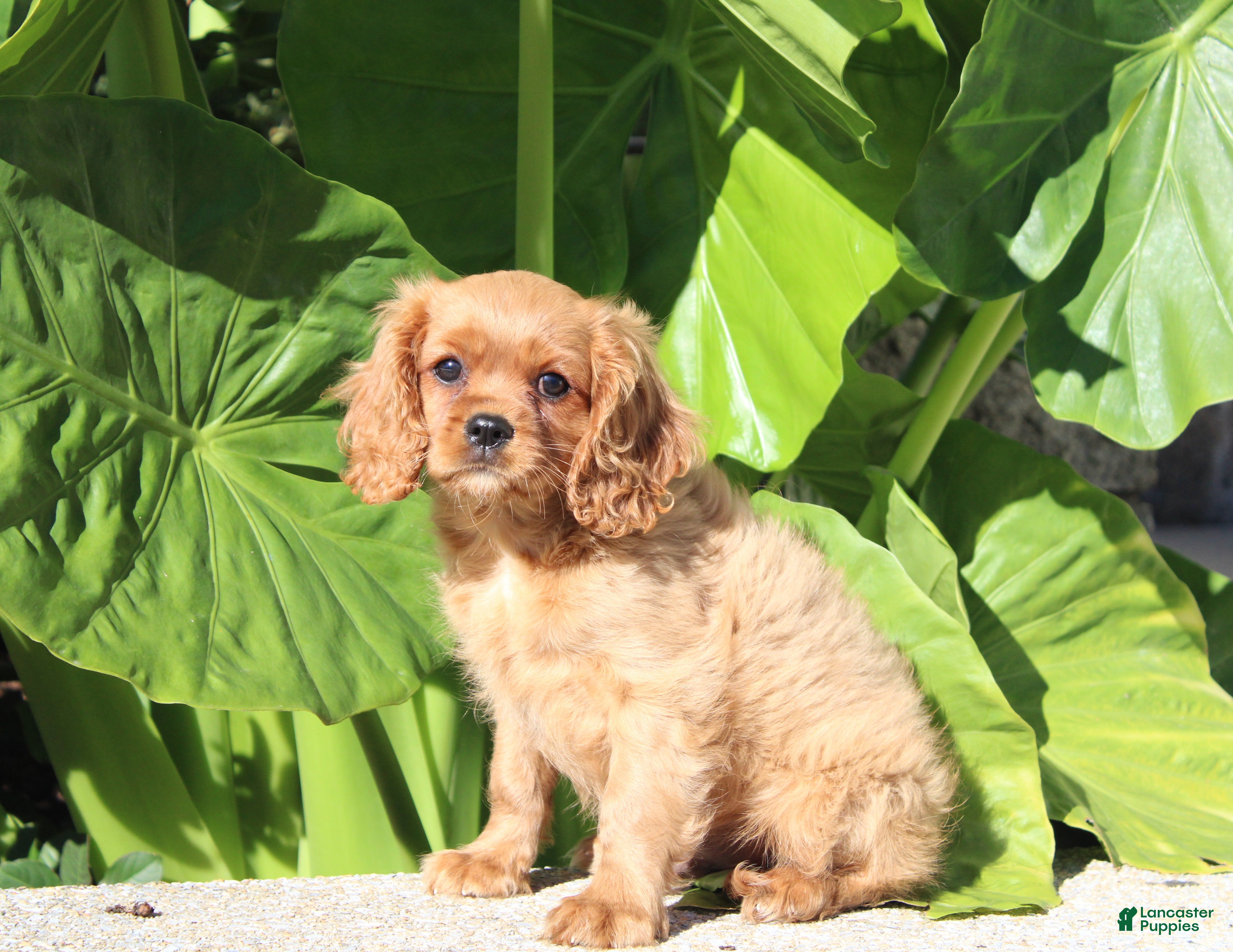 Cavalier King Charles Spaniel dogs Bruno - Ad 1