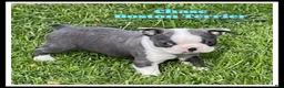 Boston Terrier dogs for sale: Chase - Ad 1