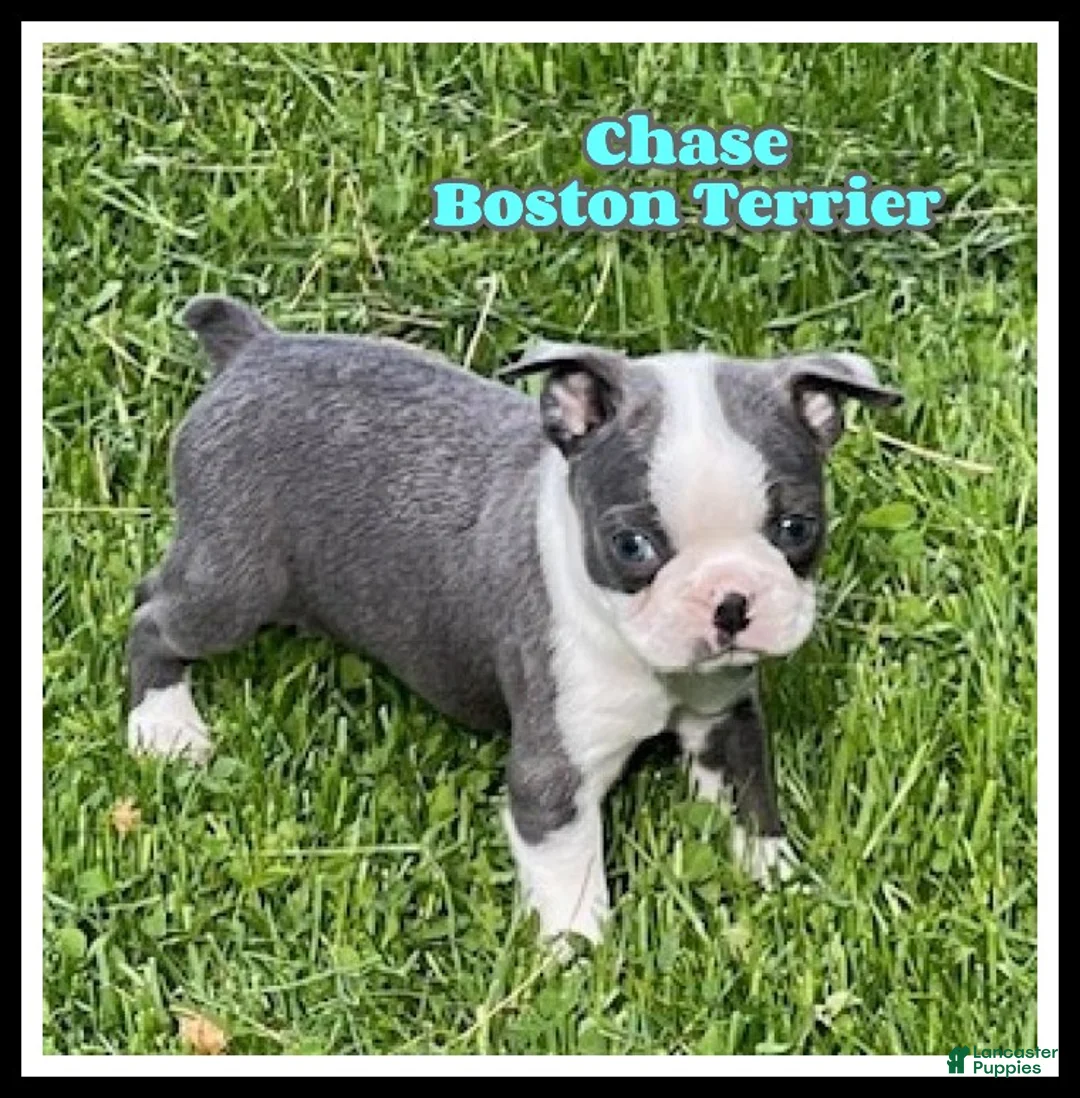 Boston Terrier dogs for sale: Chase - Ad 1