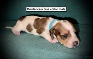 AKC Prudence's Blue Collar Male