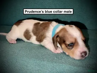 Dachshund dogs AKC Prudence's Blue Collar Male - Ad 7