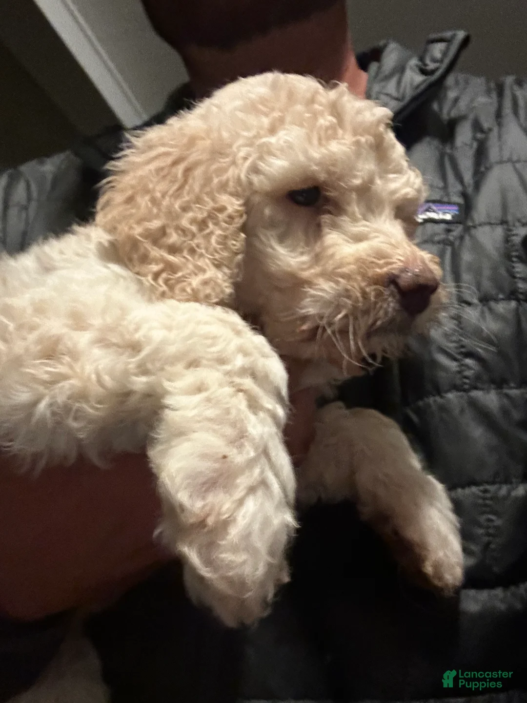 Mixed Breed dogs for sale: Angel  - Ad 2