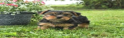 Yorkshire Terrier dogs for sale: Millie - Ad 3