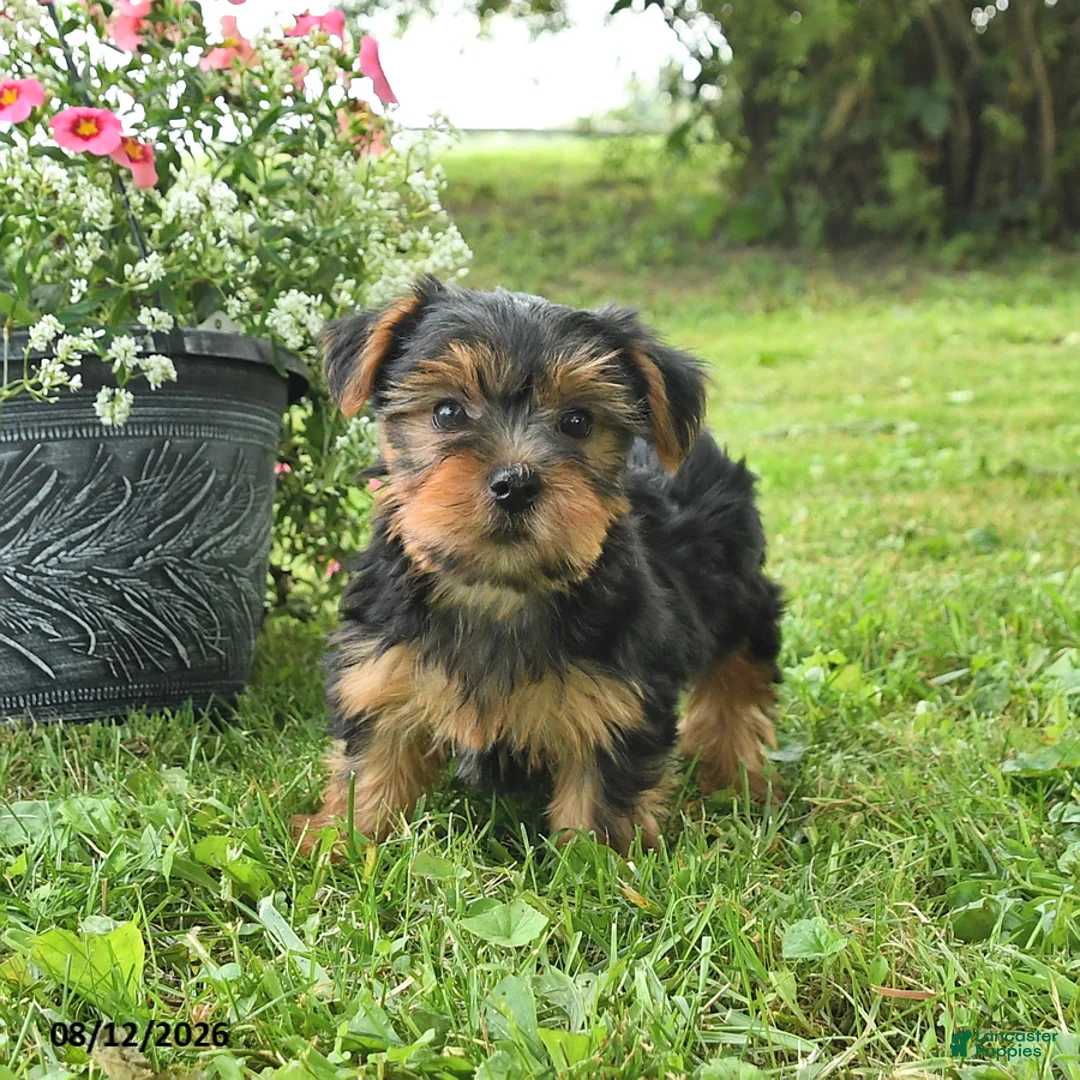 Yorkshire Terrier dogs for sale: Millie - Ad 3