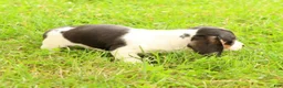 Miniature Dachshund dogs for sale: Dax - Ad 5