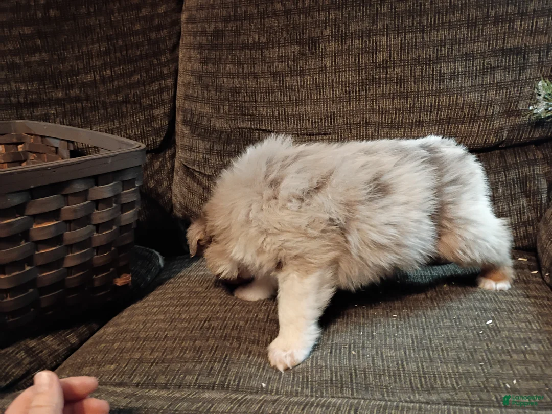 Australian Shepherd dogs for sale: Oscar - Ad 6