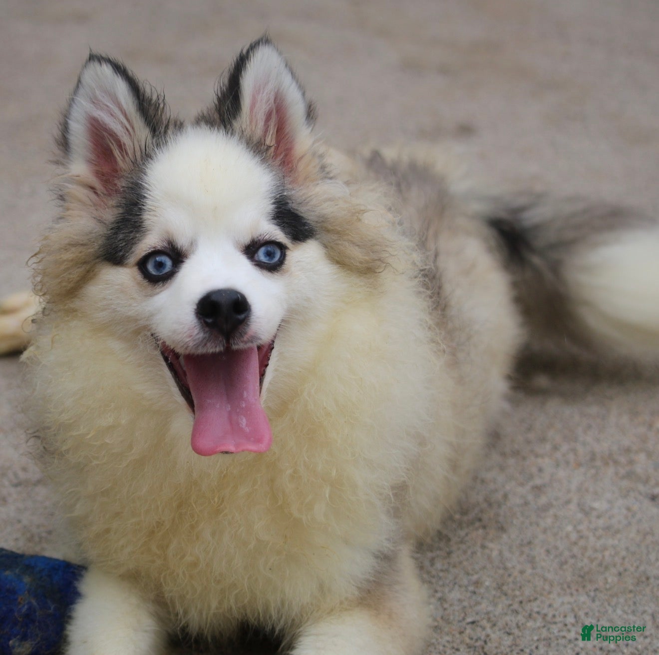 Pomsky dogs Bam bam - Ad 2