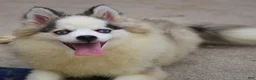 Pomsky dogs for sale: Bam bam - Ad 2