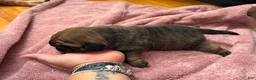 Mixed Breed dogs for sale: Luna - Ad 4