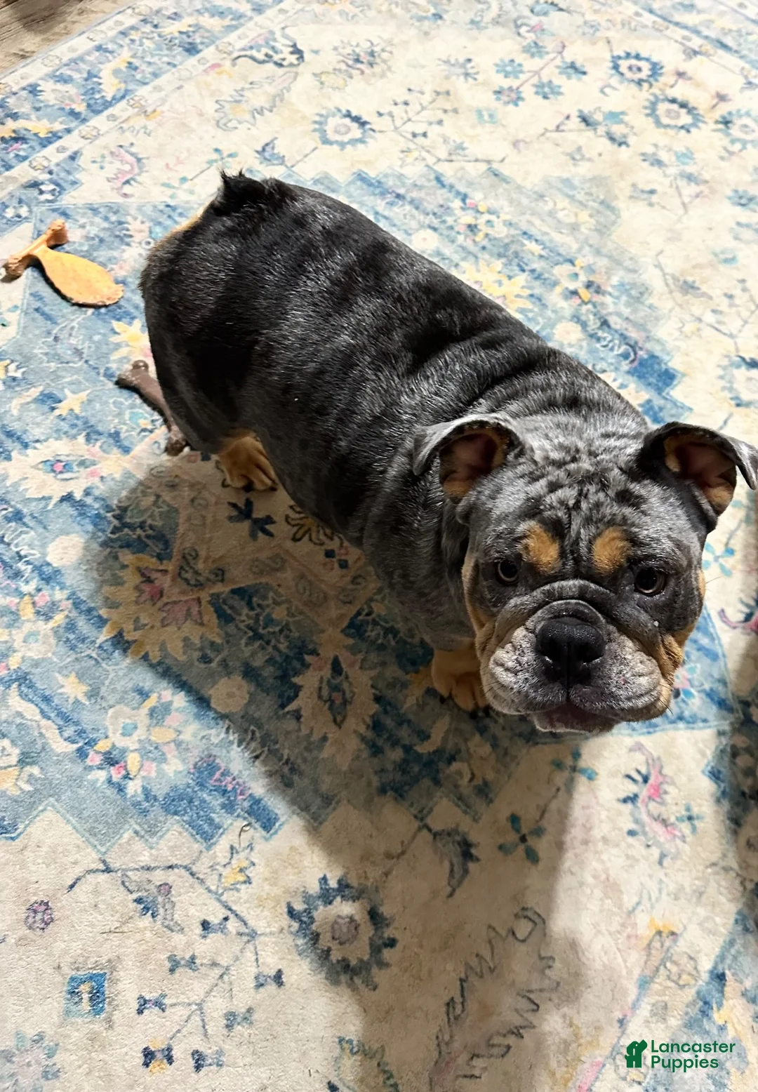 English Bulldog dogs for sale: River - Ad 6