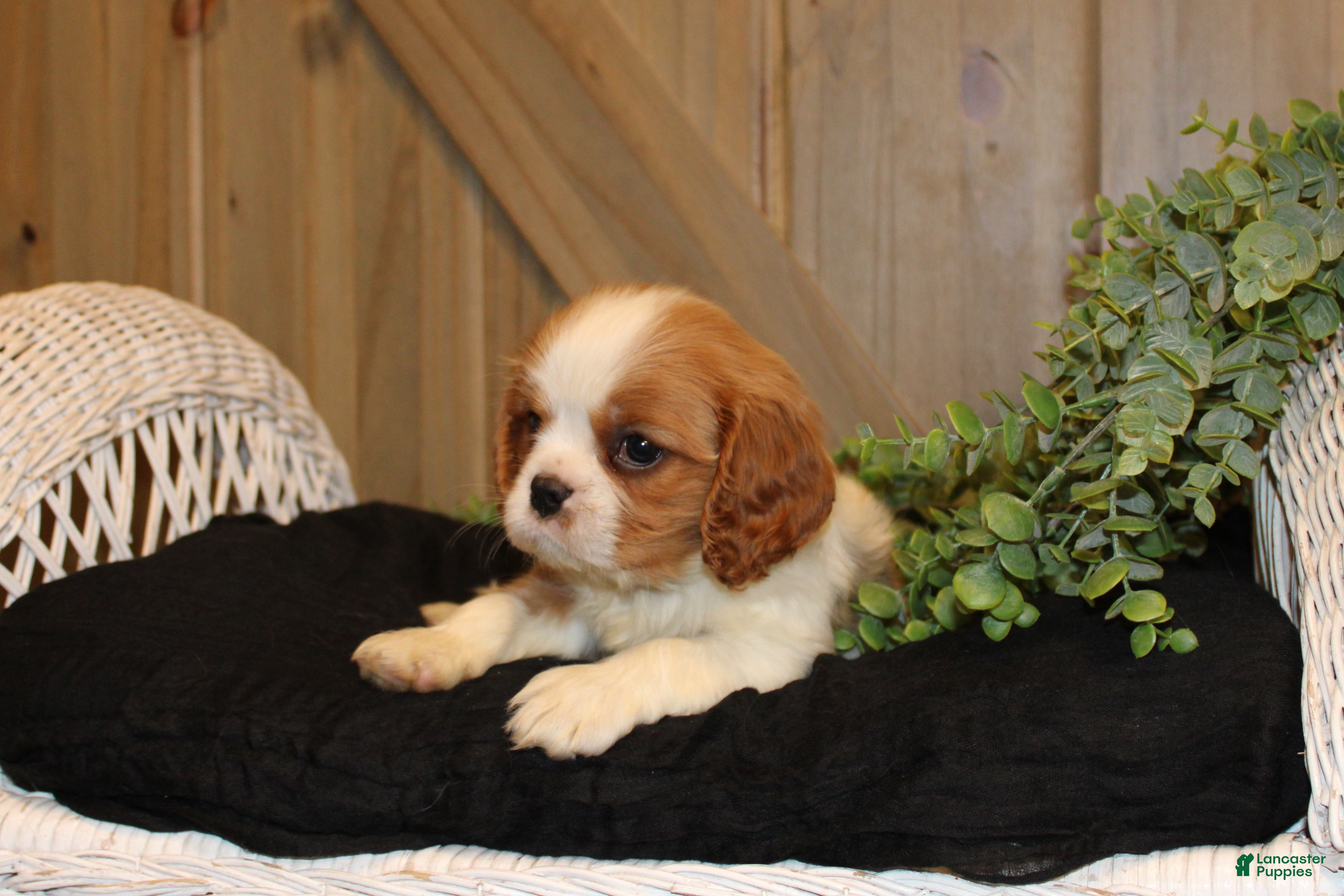 Cavalier King Charles Spaniel dogs for sale: Cooper - Ad 1