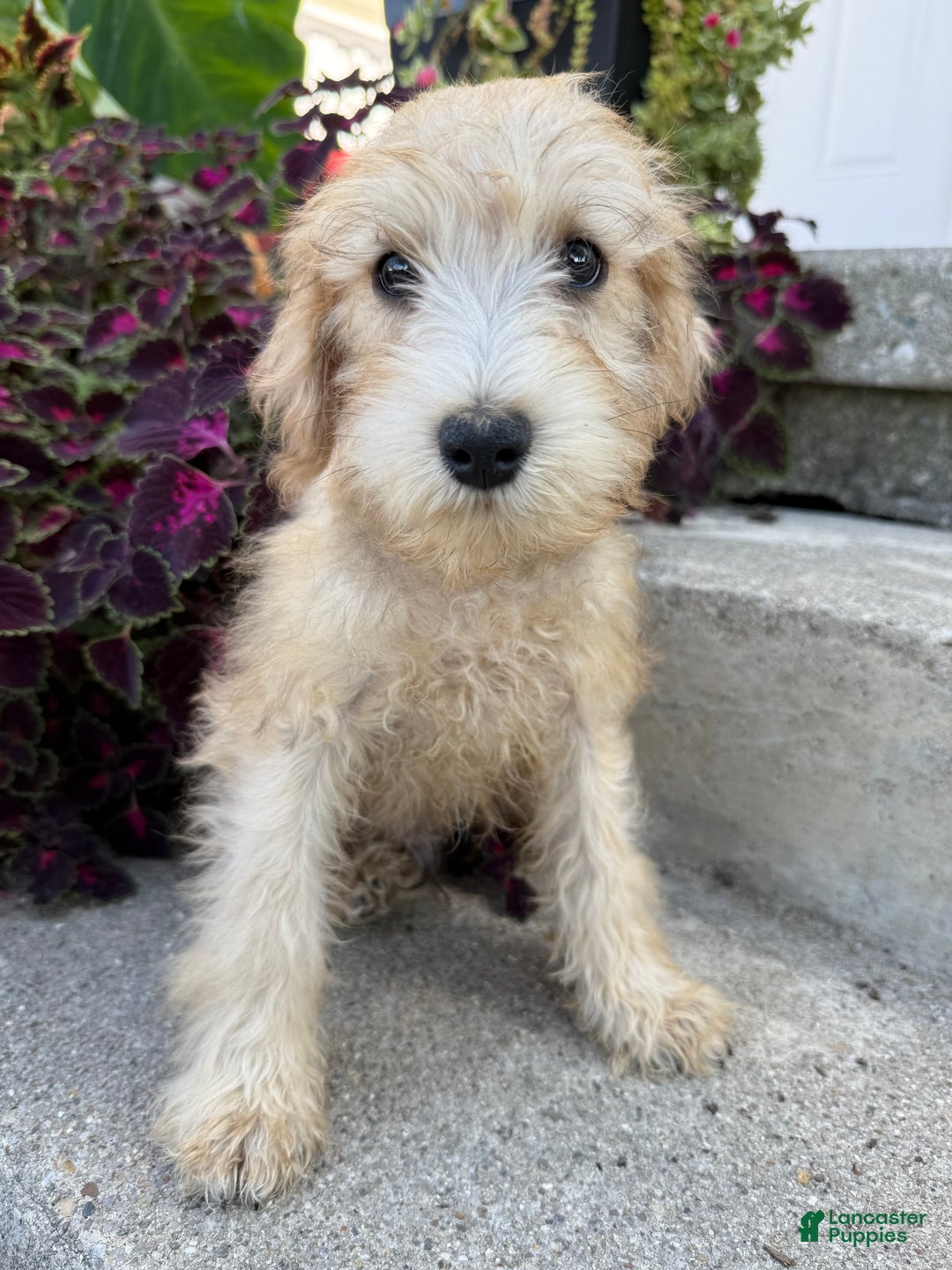 Schnoodle dogs for sale: Isaiah - Ad 6