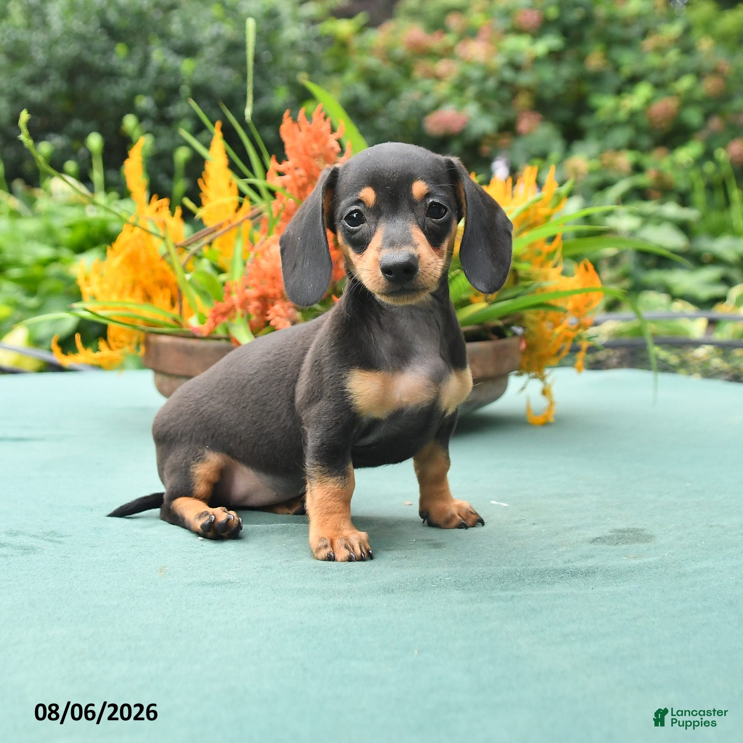 Dachshund dogs Tess - Ad 1