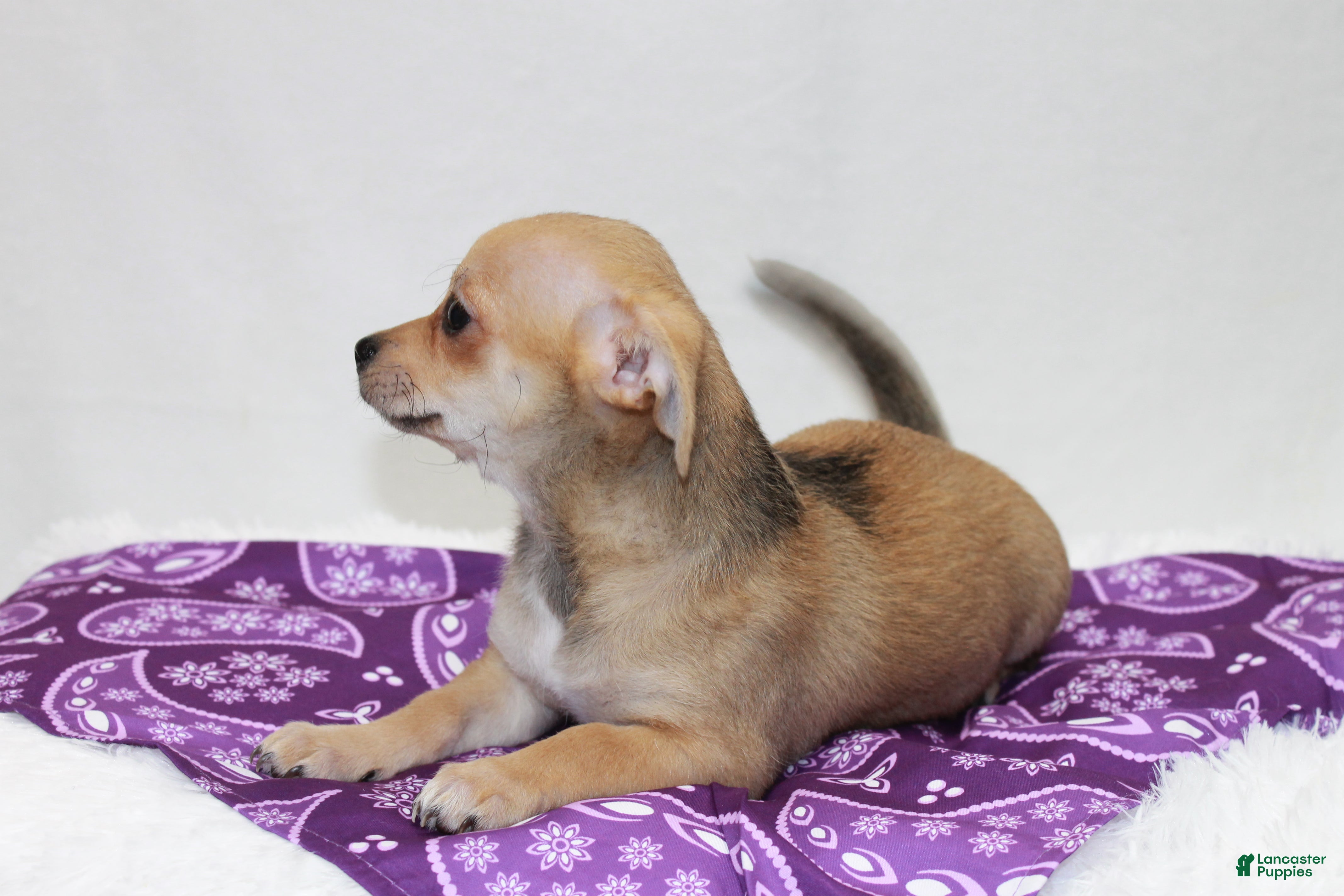 Chihuahua dogs Chihuahua 4 - Ad 1