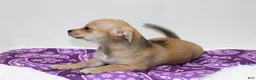 Chihuahua dogs for sale: Chihuahua 4 - Ad 1